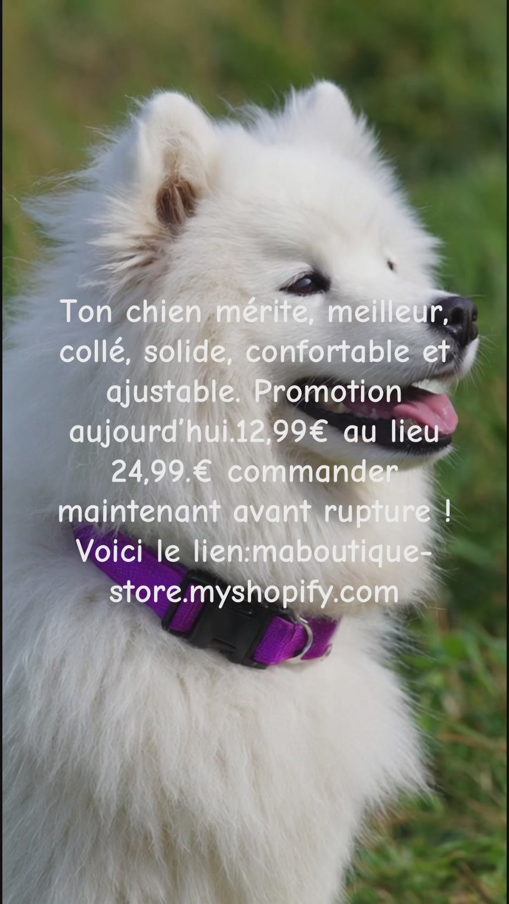 Coller très solide et confortable pour ton chien !